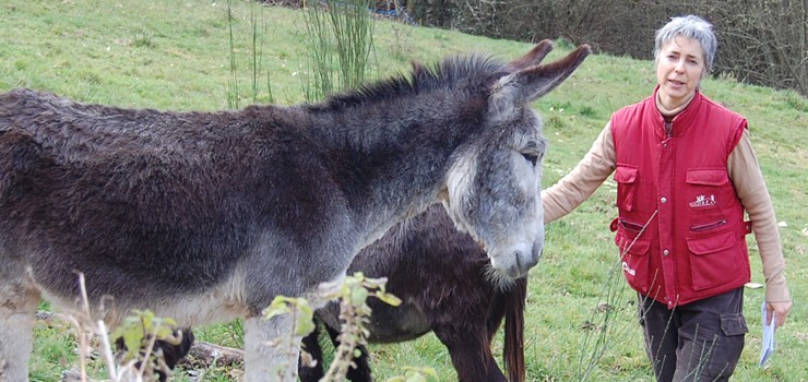 “O burro ten un carácter sociable, cariñoso, curioso, é un animal moi intelixente”