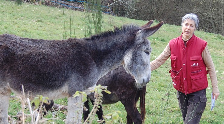 “O burro ten un carácter sociable, cariñoso, curioso, é un animal moi intelixente”