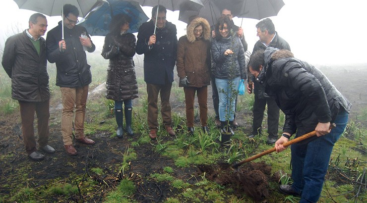 A restauración forestal de Cualedro tras o lume estará rematada esta primavera