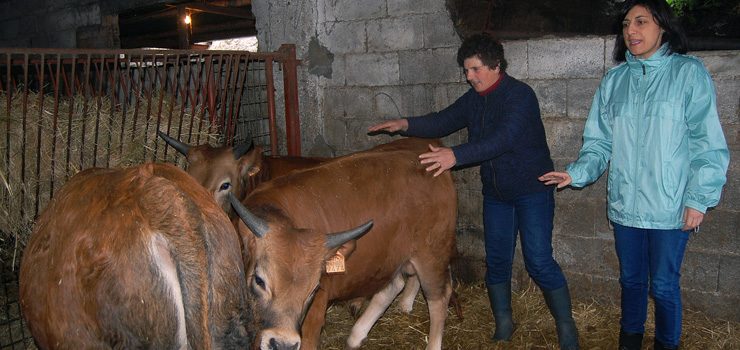 A Xunta reserva para axudas ao pastoreo e á gandaría extensiva 20 millóns de euros
