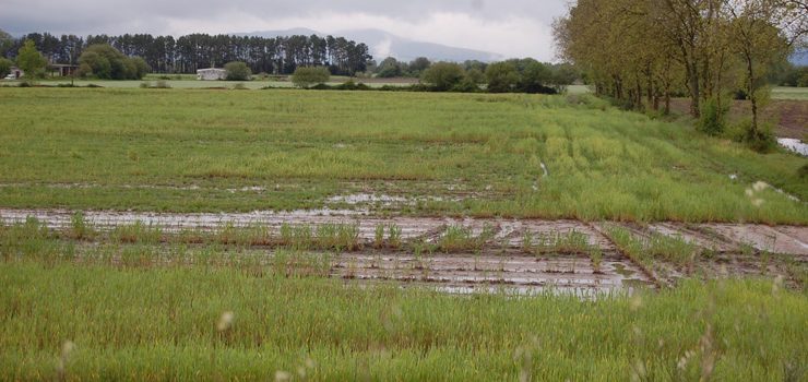 O Parlamento demanda á Xunta que avalíe os danos polas choivas na Limia