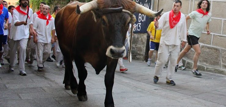 Xabier Saco, elexido Correxidor de Honra da Festa do Boi 2016