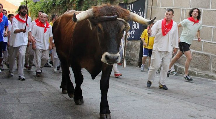 Xabier Saco, elexido Correxidor de Honra da Festa do Boi 2016