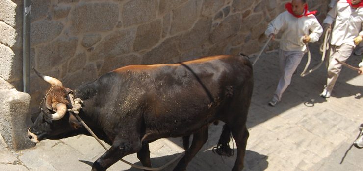 Dúas mostras, preámbulo da Festa do Boi