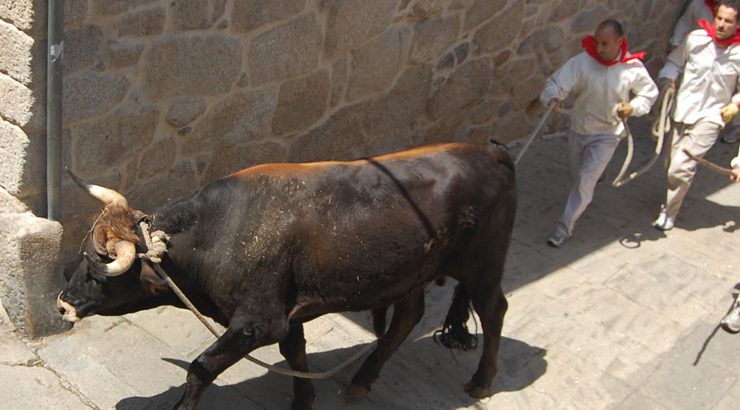 Dúas mostras, preámbulo da Festa do Boi