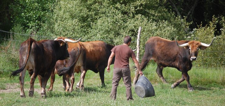 Comeza a comercialización da carne de boi de Allariz