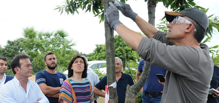 Medio Rural reforza a loita biolóxica contra o chancro do castiñeiro