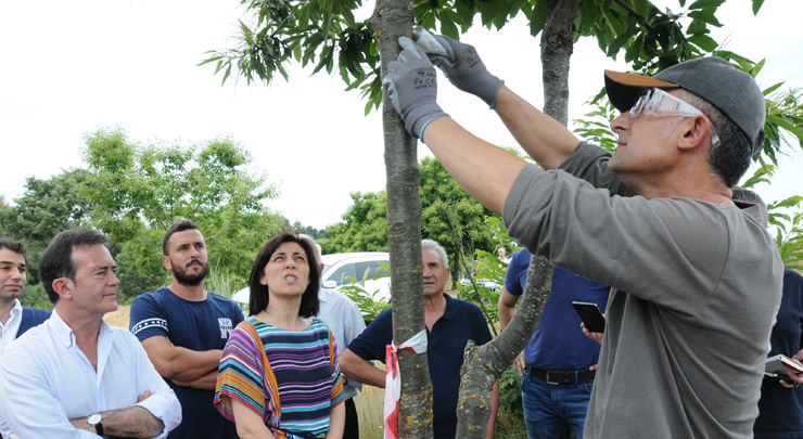 Medio Rural reforza a loita biolóxica contra o chancro do castiñeiro