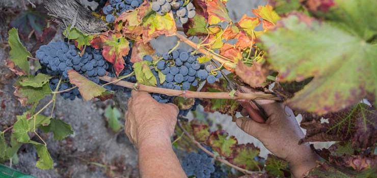 A D.O. Valdeorras intensifica o control sobre as súas uvas