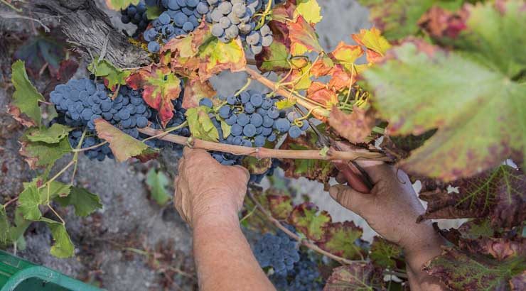 A D.O. Valdeorras intensifica o control sobre as súas uvas