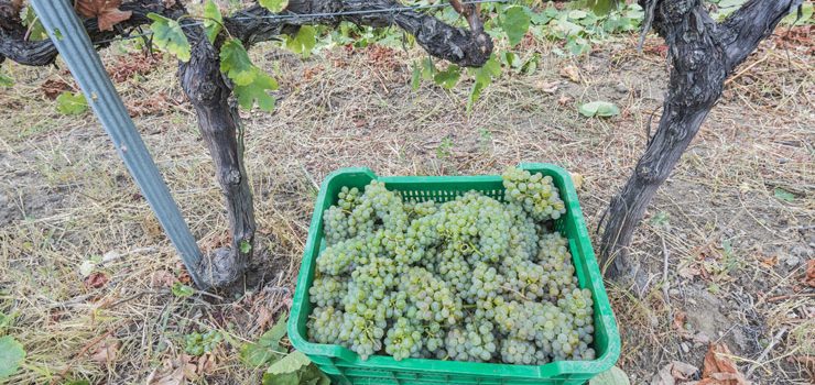 A vendima en Valdeorras remata cun 29% menos de uva recollida