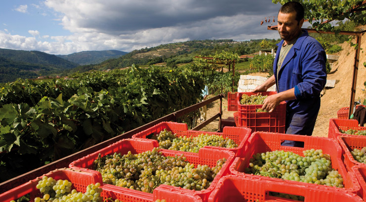 La D.O. Ribeiro recogió un total de 11,6 millones de kilos de uva