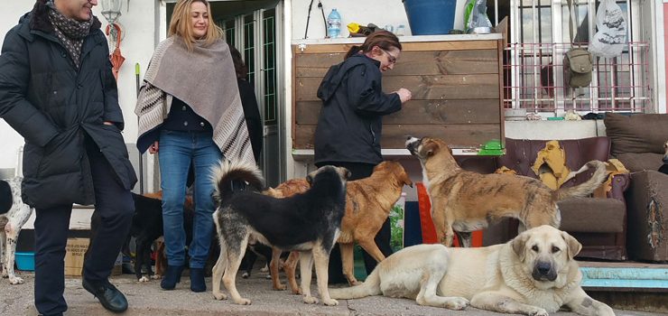 60.000 euros en melloras no albergue de animais