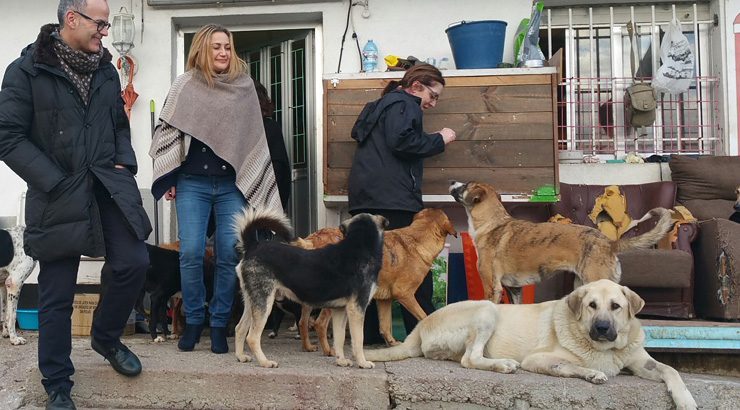 60.000 euros en melloras no albergue de animais