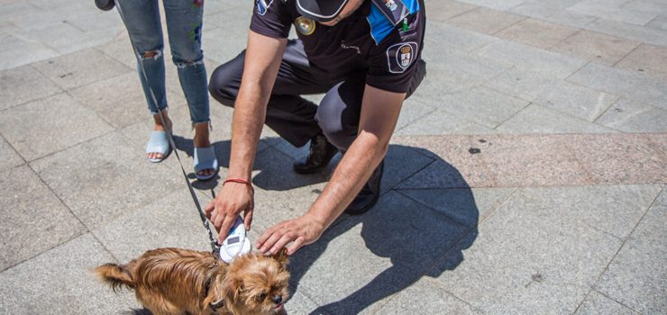 O Concello de Verín pon en marcha unha campaña para a identificación de cans por microchip