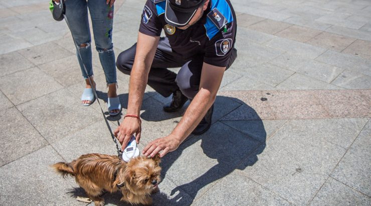 O Concello de Verín pon en marcha unha campaña para a identificación de cans por microchip