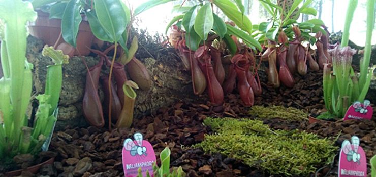 Plantas carnívoras no Botánico de Montealegre