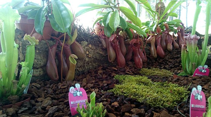 Plantas carnívoras no Botánico de Montealegre