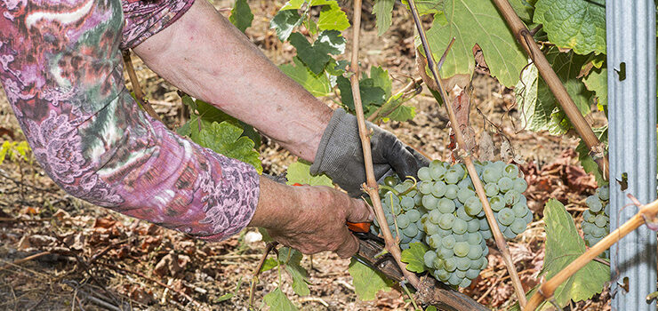 Test rápidos aos xornaleiros das DO de Ribeiro, Valdeorras, Monterrei e Ribeira Sacra