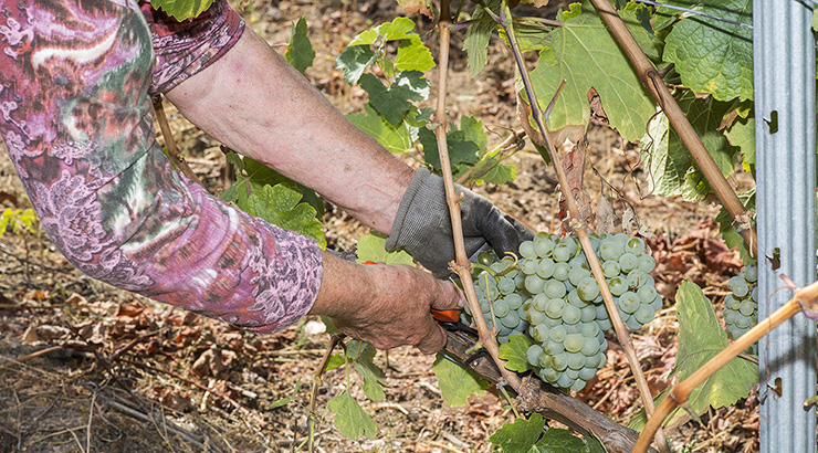 Test rápidos aos xornaleiros das DO de Ribeiro, Valdeorras, Monterrei e Ribeira Sacra