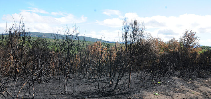 Incendios forestales atacan la provincia de Ourense