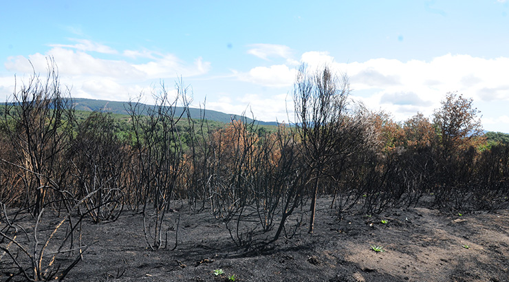 Incendios forestales atacan la provincia de Ourense