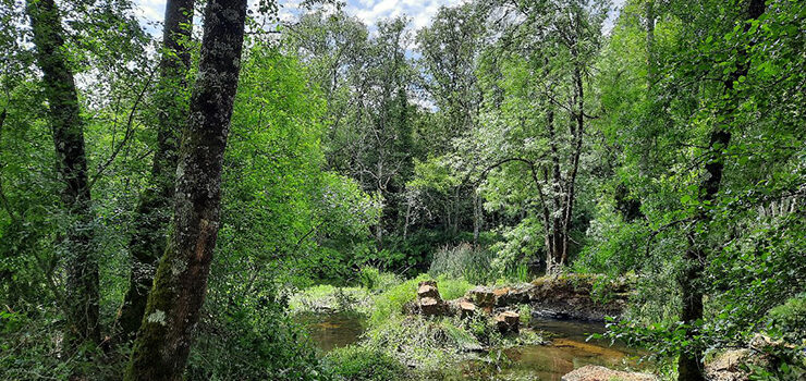 Retirada de árboles secos en el río Limia