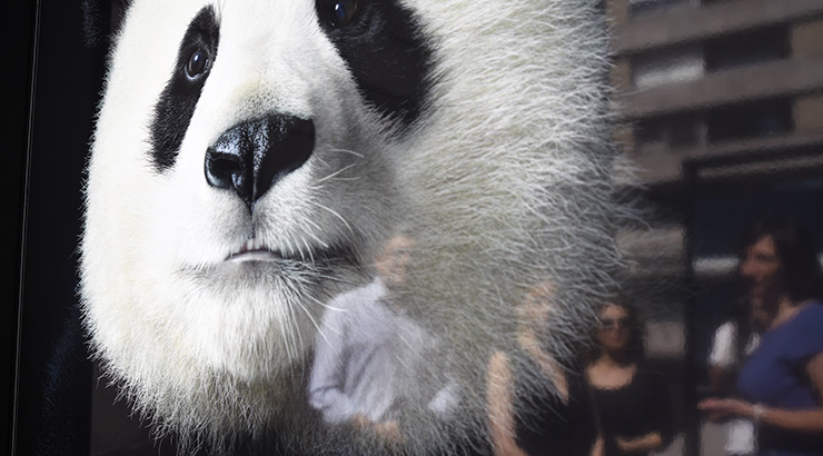«Emocións en perigo», do fotógrafo Tim Flach, toma as rúas de Ourense